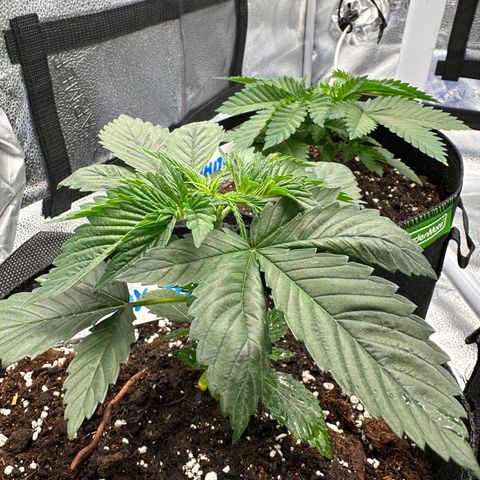 Candy Kush growlog timeline photo