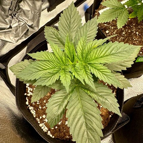 Candy Kush growlog timeline photo