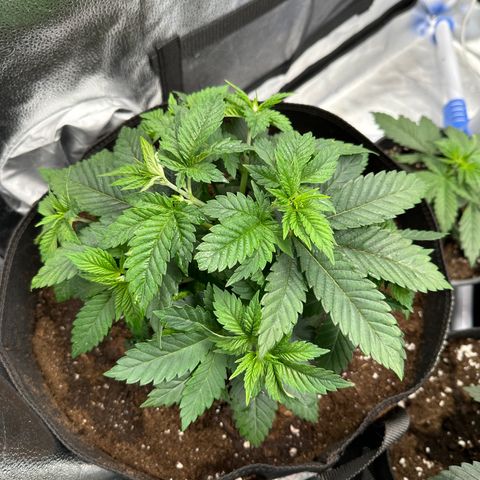 White Widow Fem growlog timeline photo