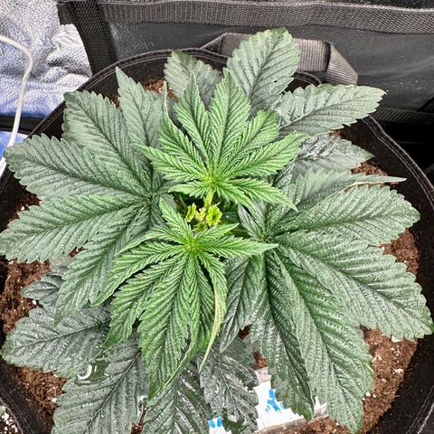 Candy Kush growlog timeline photo