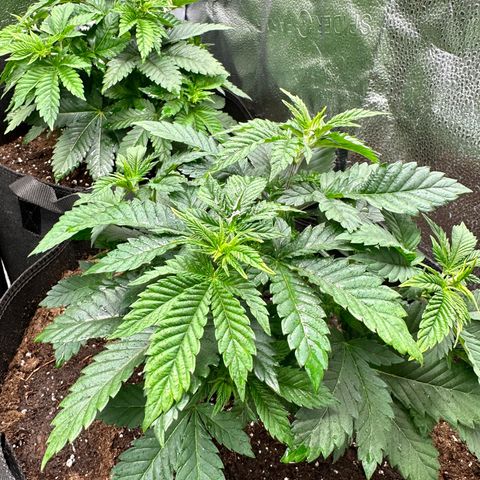 Candy Kush growlog timeline photo