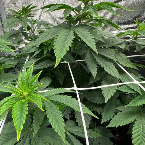 White Widow Fem growlog timeline photo
