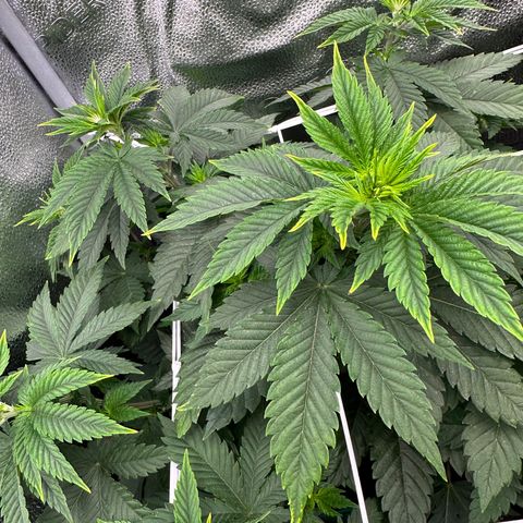 White Widow Fem growlog timeline photo