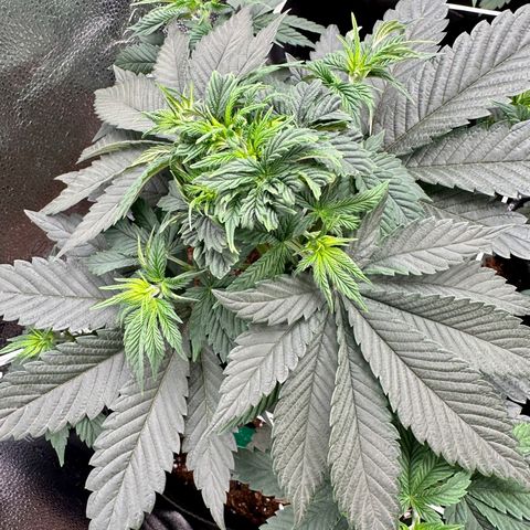 Candy Kush growlog timeline photo