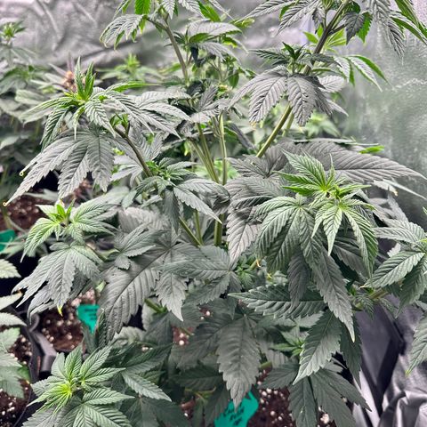 Candy Kush growlog timeline photo