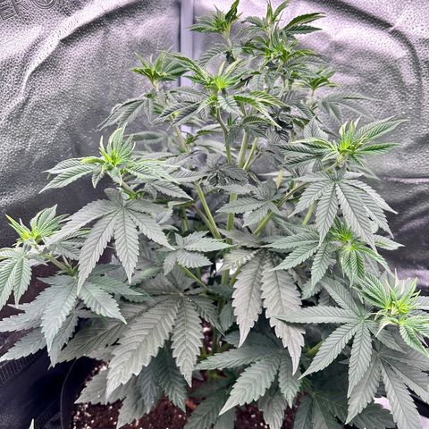 Candy Kush growlog timeline photo