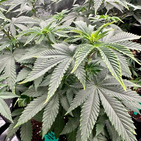 White Widow Fem growlog timeline photo