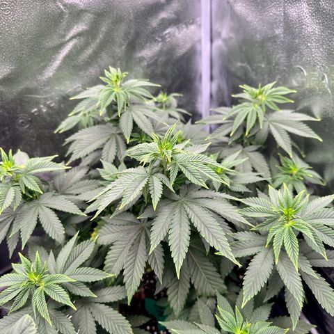 White Widow Fem growlog timeline photo