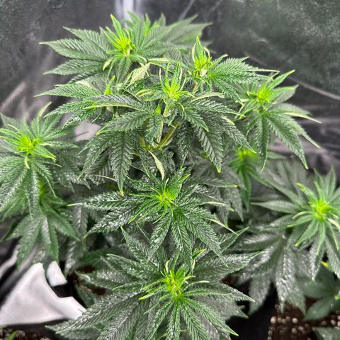 Candy Kush growlog timeline photo