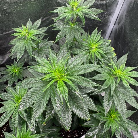 Candy Kush growlog timeline photo