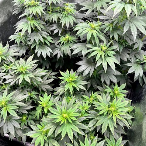 Candy Kush growlog timeline photo