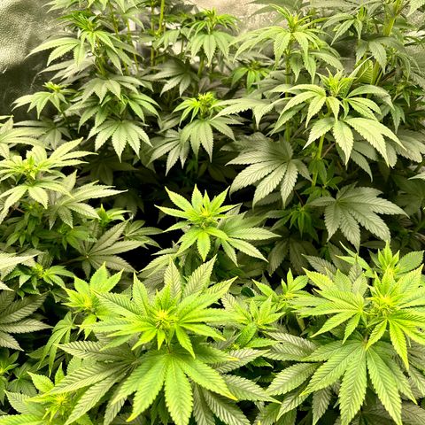White Widow Fem growlog timeline photo