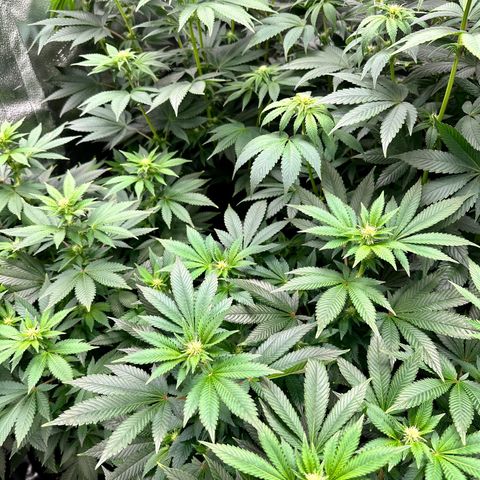 White Widow Fem growlog timeline photo