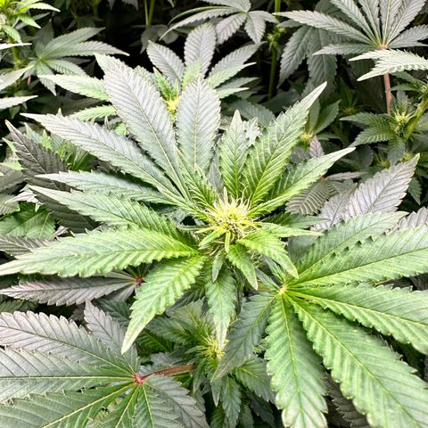White Widow Fem growlog timeline photo
