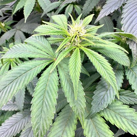 Candy Kush growlog timeline photo