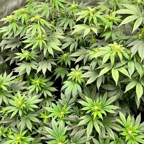 Candy Kush growlog timeline photo
