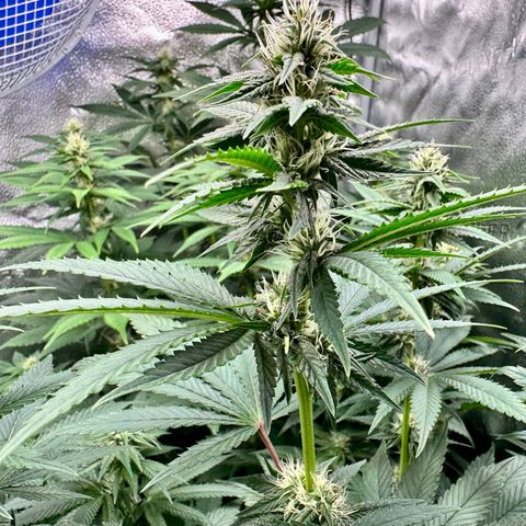 Candy Kush growlog timeline photo