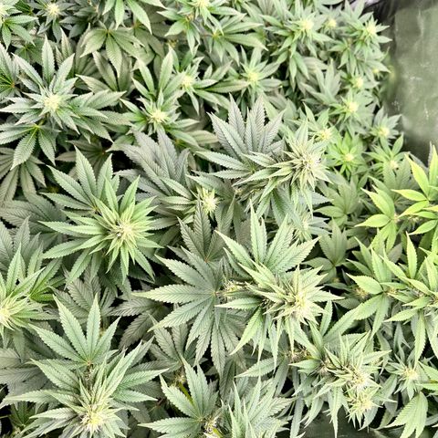 White Widow Fem growlog timeline photo
