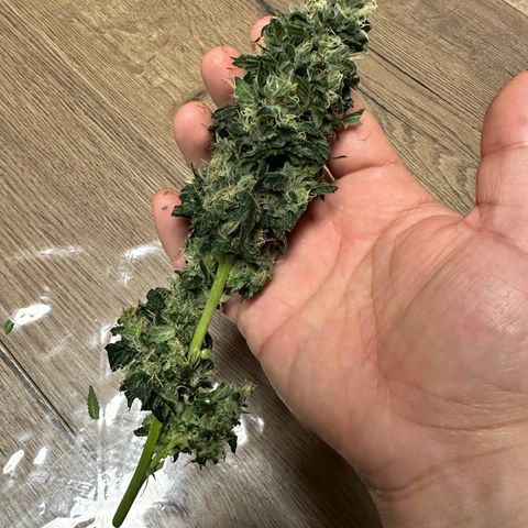 White Widow Fem growlog timeline photo