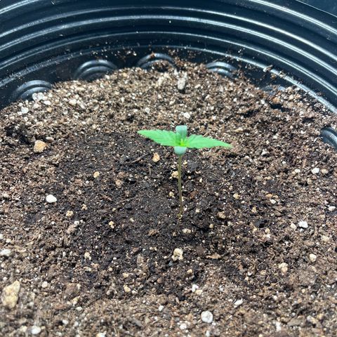 Amnesia Haze Auto #1 growlog timeline photo