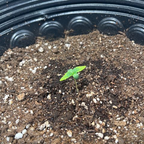 Blueberry XXL Auto #2 growlog timeline photo