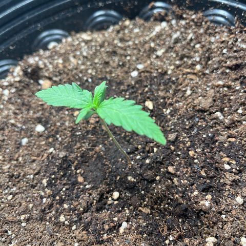 Amnesia Haze Auto #1 growlog timeline photo