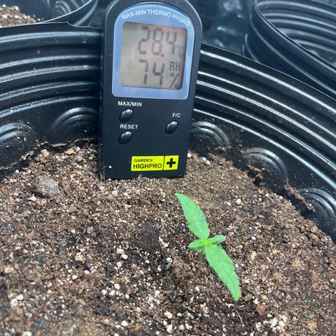 Amnesia Haze Auto #2 growlog timeline photo