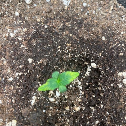 Blueberry XXL Auto #2 growlog timeline photo