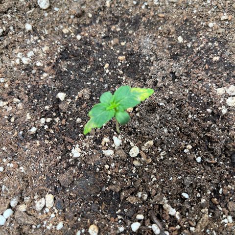 Blueberry XXL Auto #2 growlog timeline photo