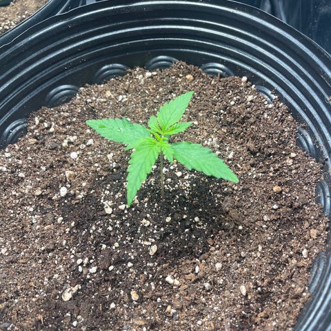 Amnesia Haze Auto #1 growlog timeline photo