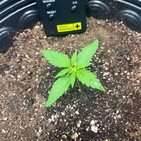 Amnesia Haze Auto #2 growlog timeline photo