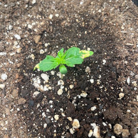 Blueberry XXL Auto #2 growlog timeline photo