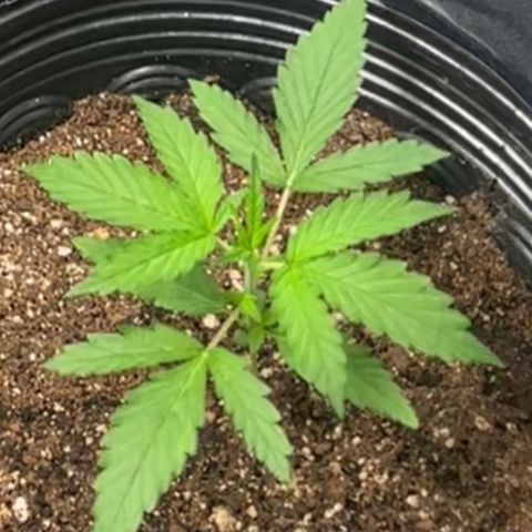 Amnesia Haze Auto #1 growlog timeline photo