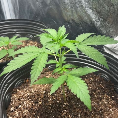 Amnesia Haze Auto #1 growlog timeline photo