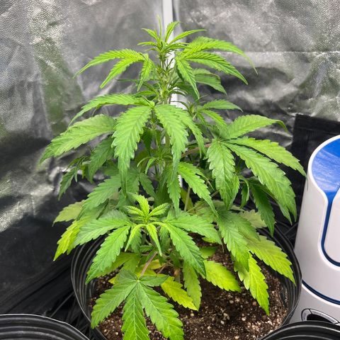 Amnesia Haze Auto #1 growlog timeline photo