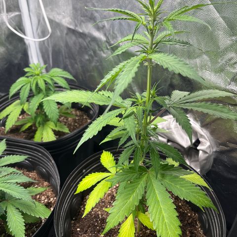 Amnesia Haze Auto #2 growlog timeline photo