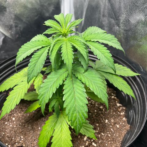Blueberry XXL Auto #2 growlog timeline photo
