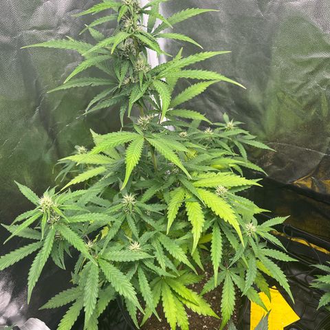 Amnesia Haze Auto #1 growlog timeline photo