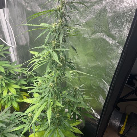 Amnesia Haze Auto #2 growlog timeline photo