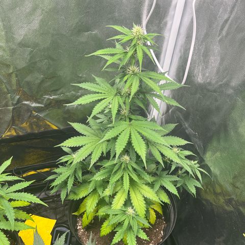 Blueberry XXL Auto #2 growlog timeline photo
