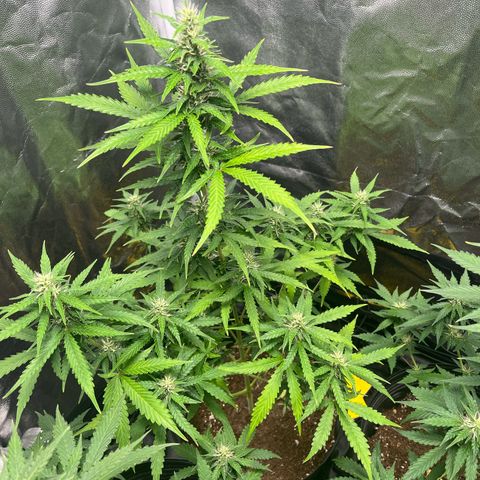 Amnesia Haze Auto #1 growlog timeline photo