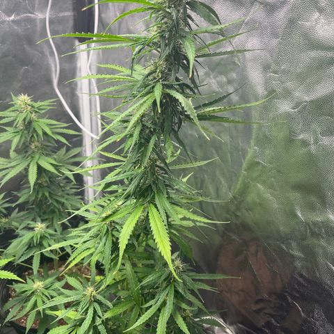 Amnesia Haze Auto #2 growlog timeline photo