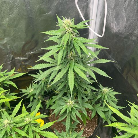 Blueberry XXL Auto #2 growlog timeline photo