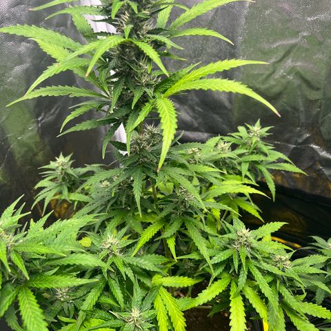 Amnesia Haze Auto #1 growlog timeline photo
