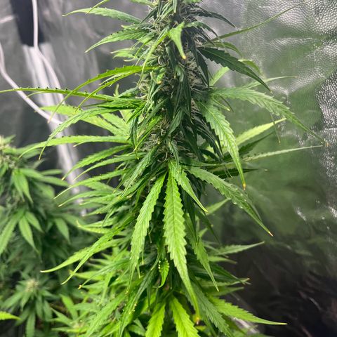 Amnesia Haze Auto #2 growlog timeline photo