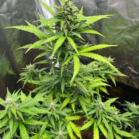 Amnesia Haze Auto #1 growlog timeline photo