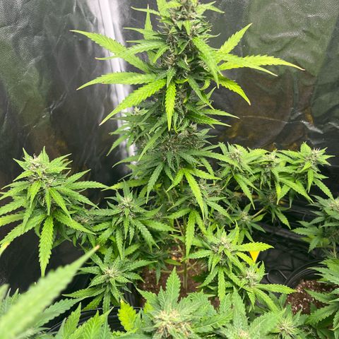 Amnesia Haze Auto #1 growlog timeline photo
