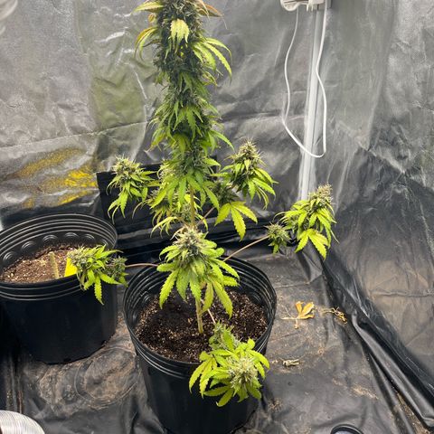 Blueberry XXL Auto #2 growlog timeline photo