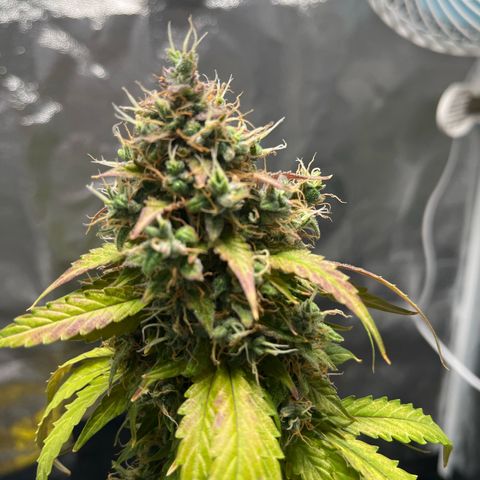 Blueberry XXL Auto #2 growlog timeline photo