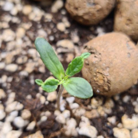 Green Tiger growlog timeline photo